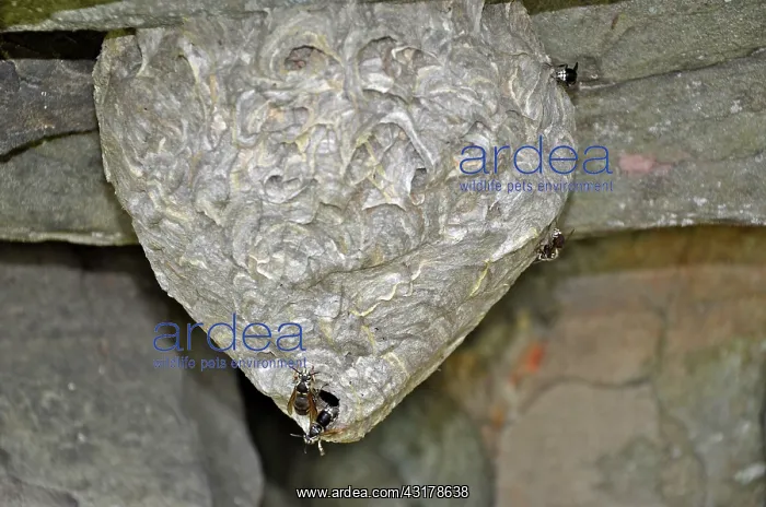 : White-faced Hornet Nest : White-faced Hornet Nest