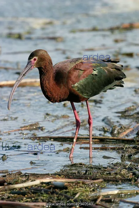  : White-faced Ibis