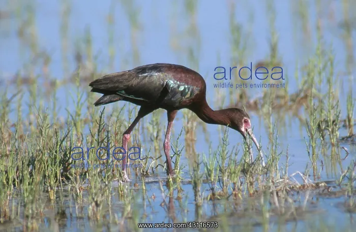 : White-faced Ibis : White-faced Ibis