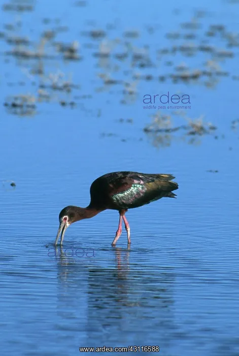 : White-faced Ibis : White-faced Ibis
