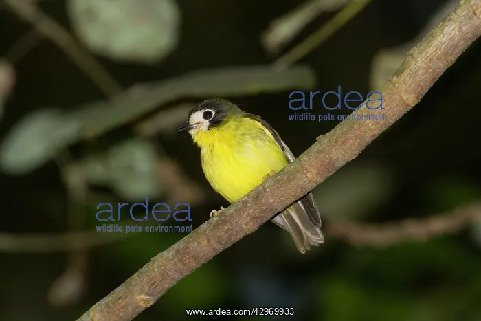 : White-faced Robin : White-faced Robin