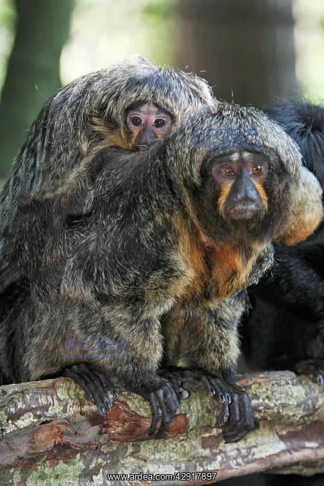 : White-faced Saki - female with baby : White-faced Saki - female with baby
