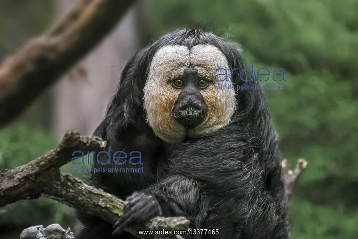 : White-faced saki, Guianan saki, golden-faced saki : White-faced saki, Guianan saki, golden-faced saki