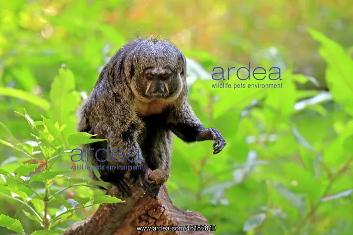 : White-faced saki (Pithecia pithecia), adult, female : White-faced saki (Pithecia pithecia), adult, female