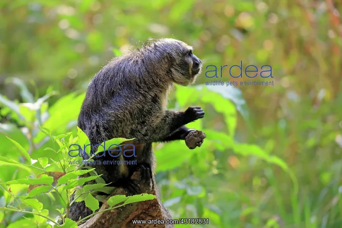 : White-faced saki (Pithecia pithecia), adult, female : White-faced saki (Pithecia pithecia), adult, female