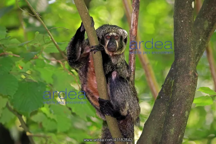  : White-faced saki (Pithecia pithecia), adult, female