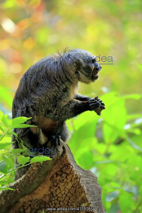  : White-faced saki (Pithecia pithecia), adult, female