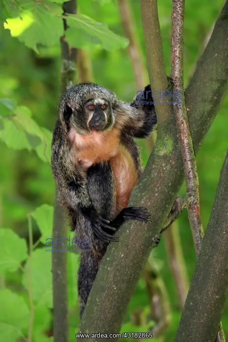 : White-faced saki (Pithecia pithecia), adult, female : White-faced saki (Pithecia pithecia), adult, female