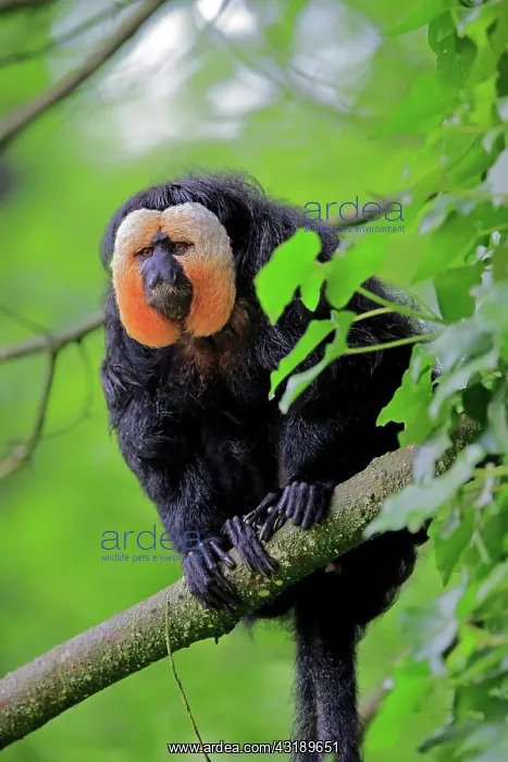 : White-faced saki (Pithecia pithecia), adult, male : White-faced saki (Pithecia pithecia), adult, male