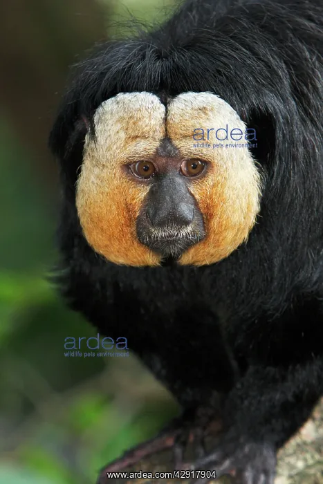 : White-faced Saki - portrait of male : White-faced Saki - portrait of male
