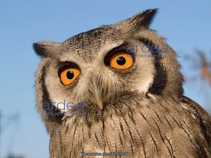 : White Faced Scops Owl : White Faced Scops Owl