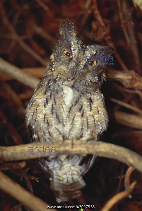 : White-Faced Scops Owl : White-Faced Scops Owl