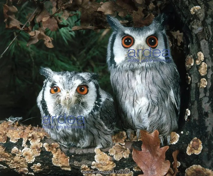 : White Faced Scops Owl : White Faced Scops Owl