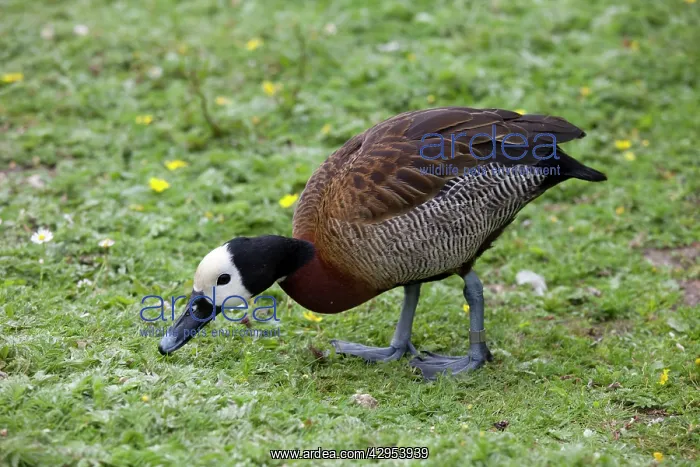  : White-faced tree duck - grazing