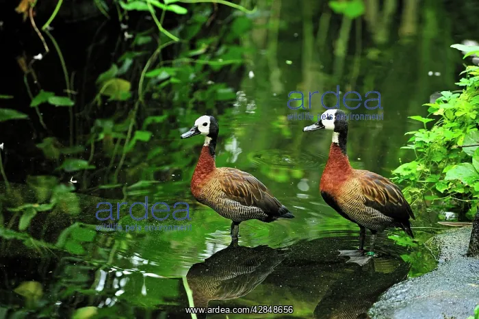 : White-faced Whistling Duck : White-faced Whistling Duck