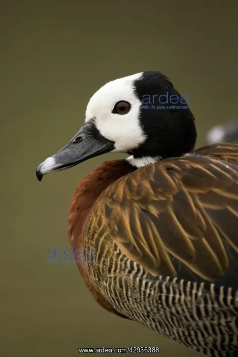 : White-faced Whistling Duck : White-faced Whistling Duck