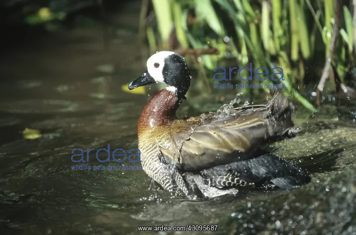: White-faced Whistling Duck : White-faced Whistling Duck