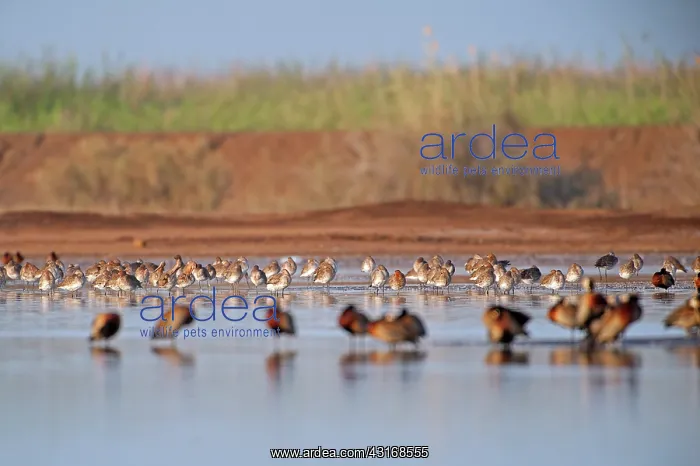 : White-faced Whistling-Duck : White-faced Whistling-Duck