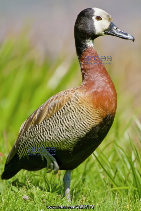 : White-faced Whistling Duck at Bushman's : White-faced Whistling Duck at Bushman's