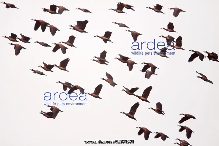 : White-faced Whistling Duck flock in flight : White-faced Whistling Duck flock in flight