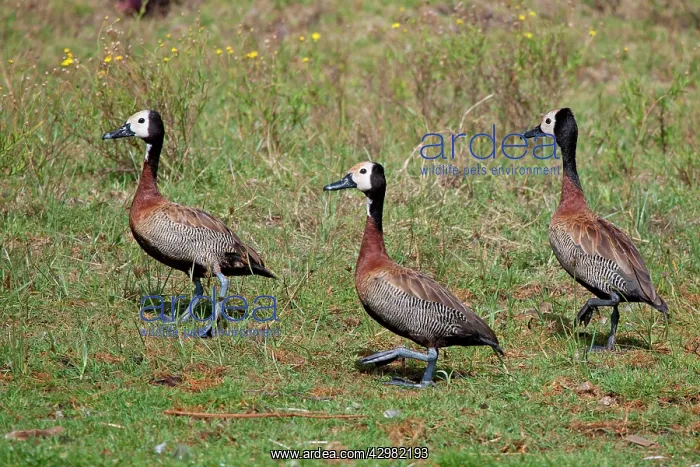 : White-faced Whistling Ducks : White-faced Whistling Ducks