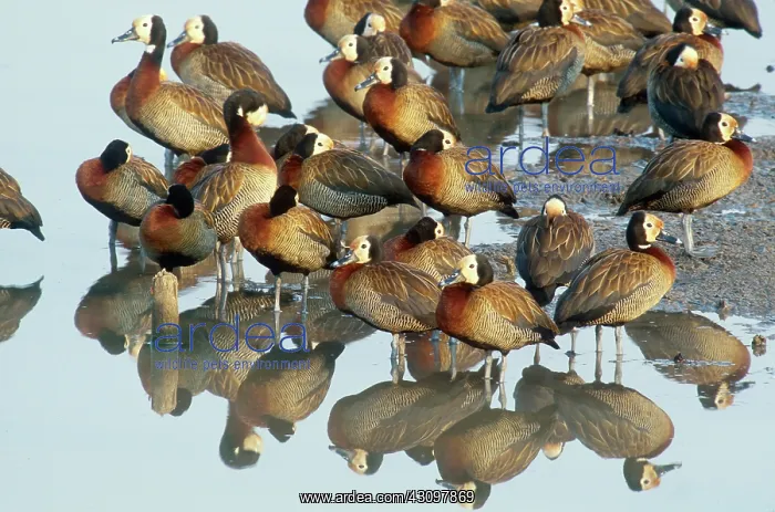 : White-faced Whistling Ducks : White-faced Whistling Ducks