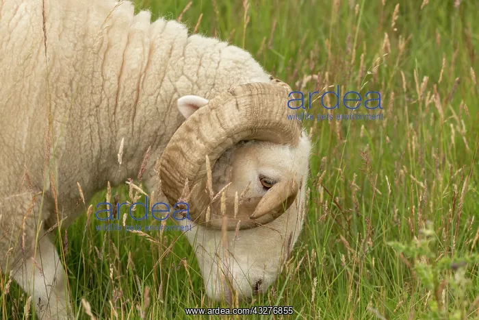 : White-Faced Woodland, Sheep breed, grazing in grassland : White-Faced Woodland, Sheep breed, grazing in grassland