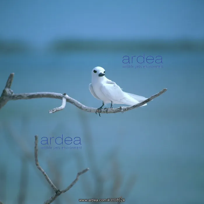 : White or Fairy Tern : White or Fairy Tern