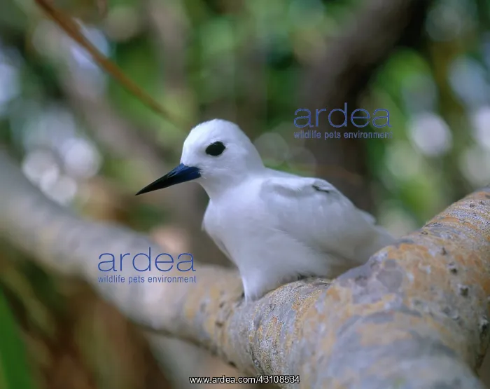 : White or Fairy Tern : White or Fairy Tern
