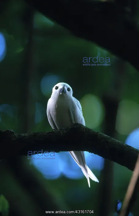 : White or Fairy Tern : White or Fairy Tern
