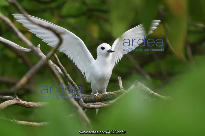 : White Fairy Tern, Gygii alba, Ducie Island : White Fairy Tern, Gygii alba, Ducie Island