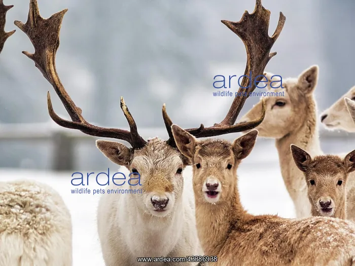 : White fallow deer (Dama dama) in the snow, Neuhaus : White fallow deer (Dama dama) in the snow, Neuhaus