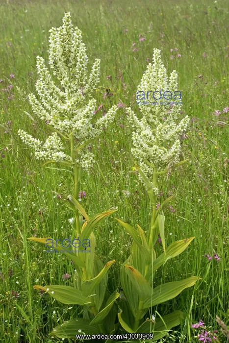 : White False Helleborine in pasture Carpathians, Romania : White False Helleborine in pasture Carpathians, Romania