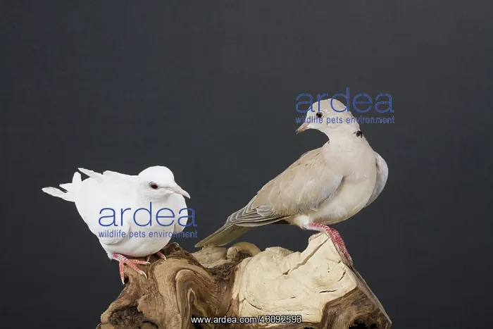 : White and Fawn Ring-neck Doves : White and Fawn Ring-neck Doves