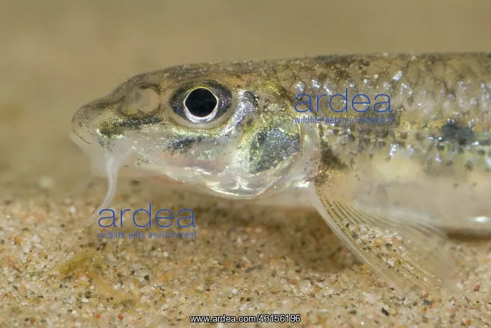 : White-finned Gudgeon : White-finned Gudgeon