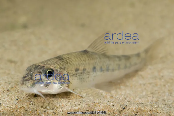 : White-finned Gudgeon : White-finned Gudgeon