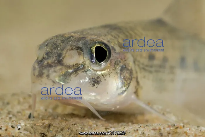 : White-finned Gudgeon : White-finned Gudgeon