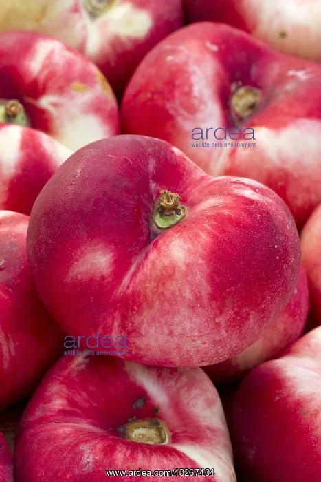 : White flat nectarine (Prunus persica) Cakelove : White flat nectarine (Prunus persica) Cakelove