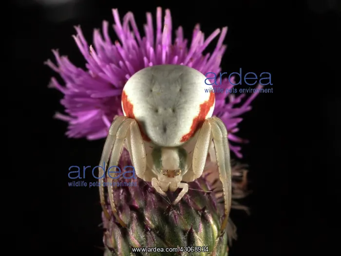 : White Flower Crabspider : White Flower Crabspider