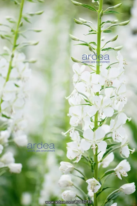 : White-flowered rosebay willowherb, Chamaenerion : White-flowered rosebay willowherb, Chamaenerion