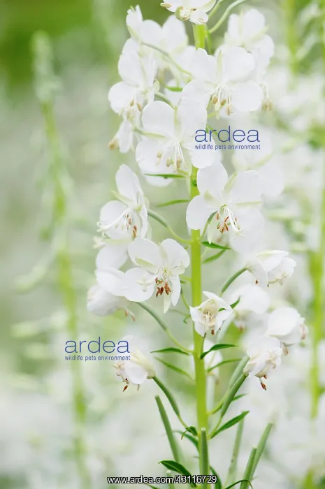 : White-flowered rosebay willowherb, Chamaenerion : White-flowered rosebay willowherb, Chamaenerion
