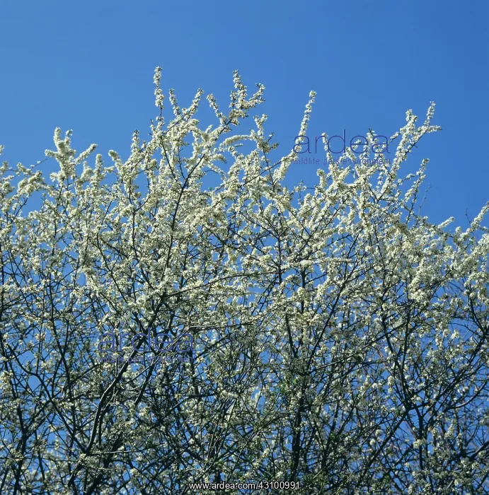 : White flowers of blackthorn : White flowers of blackthorn