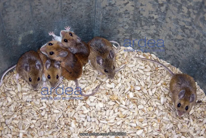 : White-footed / Deer Mice - In seed barrel : White-footed / Deer Mice - In seed barrel