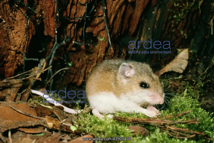 : White-footed Deer MOUSE : White-footed Deer MOUSE