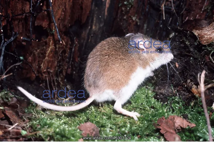: White-footed Deer Mouse : White-footed Deer Mouse
