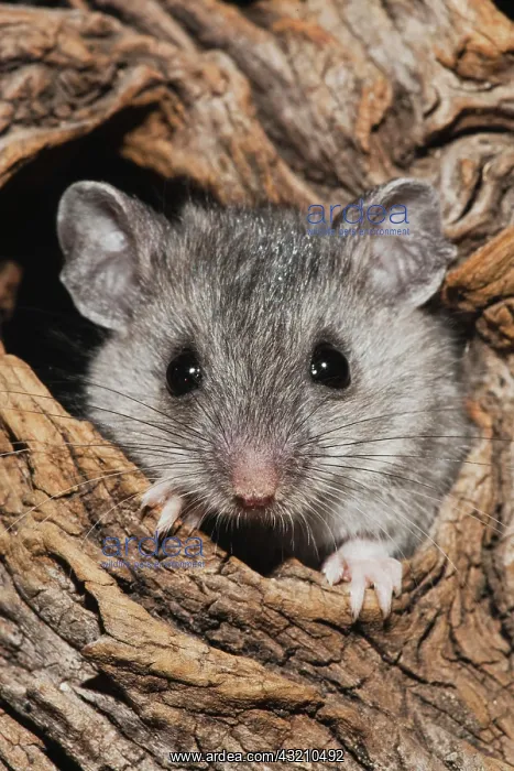 : White-footed Mouse (Peromyscus leucopus), adult : White-footed Mouse (Peromyscus leucopus), adult