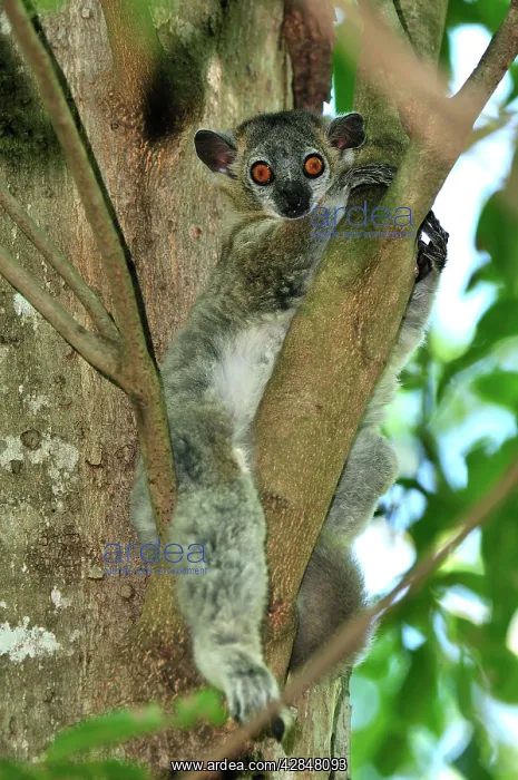 : White-footed Sportive Lemur : White-footed Sportive Lemur