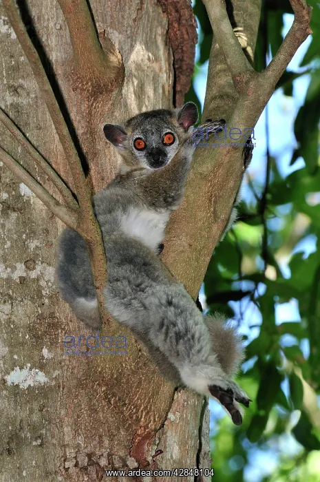 : White-footed Sportive Lemur : White-footed Sportive Lemur