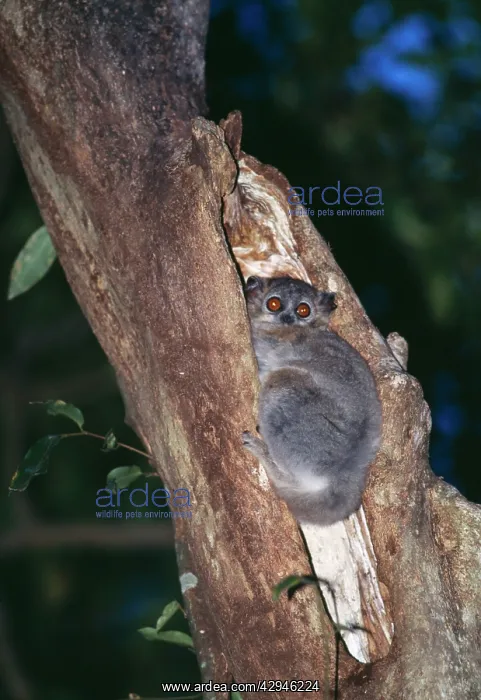 : White-footed Sportive LEMUR : White-footed Sportive LEMUR