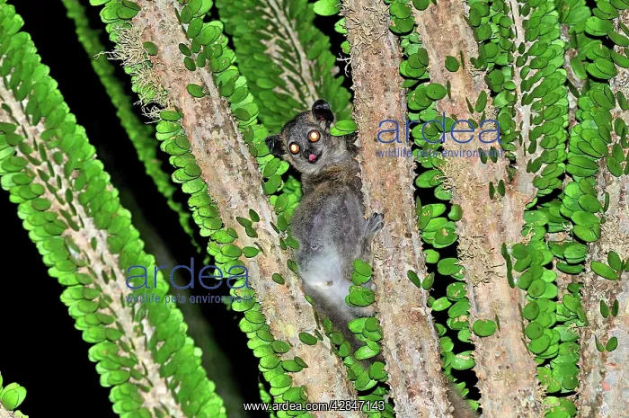 : White-footed Sportive Lemur - on Alluaudia spiny plant : White-footed Sportive Lemur - on Alluaudia spiny plant